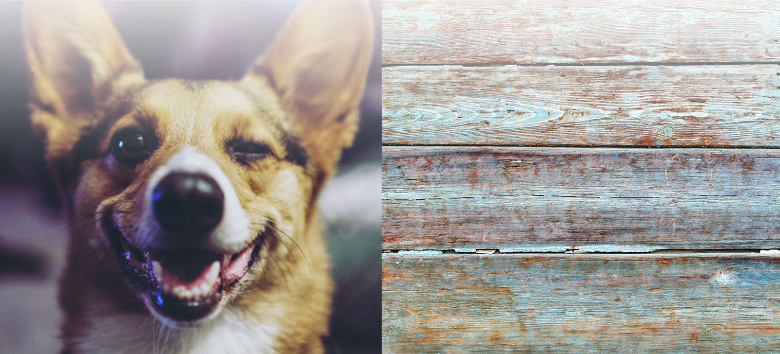 Dog Photo Contest Dog Photo Contest